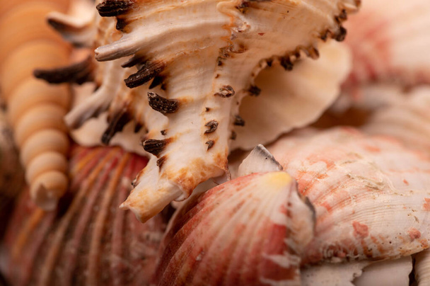 Deniz kabuğu yüzeyi dokusu, arkaplan resmi, yakın plan, seçici odak - Fotoğraf, Görsel