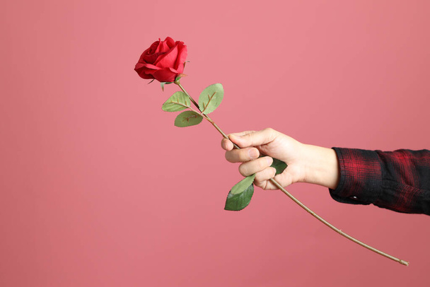 The Asian man hand holding flower to give for someone on the pink background. - Zdjęcie, obraz