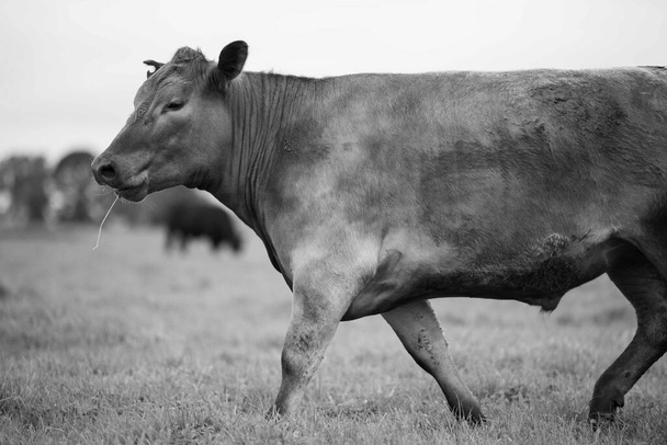 Stud beef cows and bulls grazing on green grass in Australia, breeds include speckled park, murray grey, angus and brangus - Photo, image