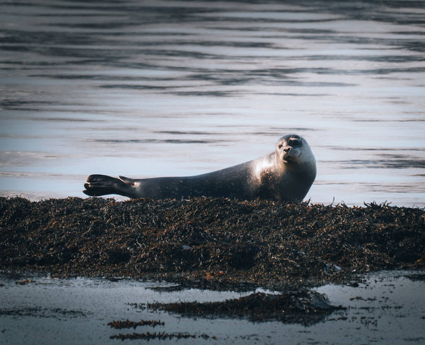 Iceland seals in the water. Relax on the seaweed. Rocks, animals in the habitat of nature Along the North Sea coast - Zdjęcie, obraz