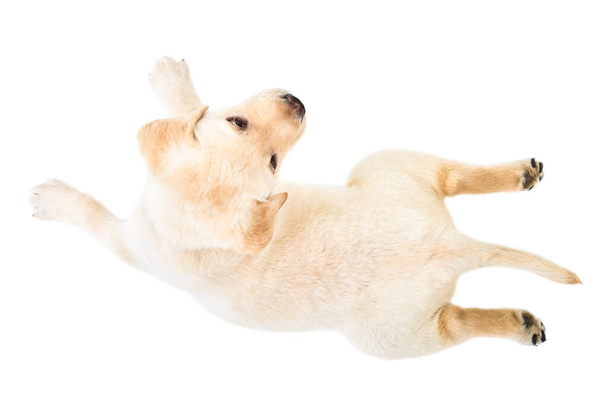 Cute little labrador puppy lying isolated on white background, top view - Photo, Image