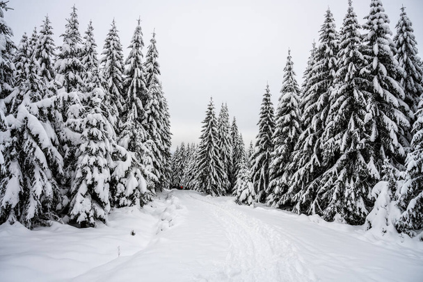Trees covered by snow. Winter in mountain forest. - Foto, Bild