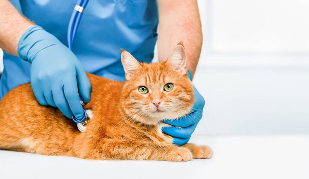 dierenarts luistert met een fanndoscoop naar het hart van een gember kat - Foto, afbeelding