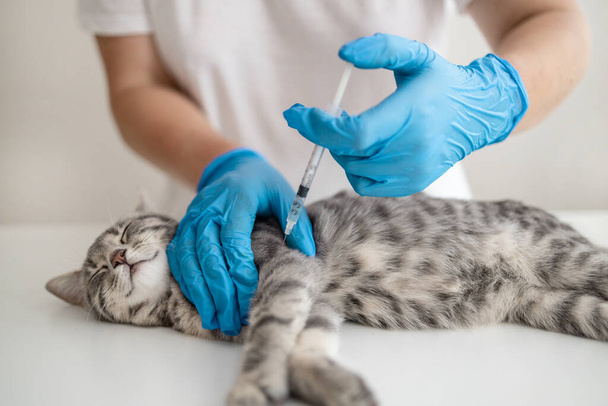 Médecin vétérinaire qui injecte de l'insuline à un chat à la clinique vétérinaire. Concept de médecine vétérinaire. - Photo, image