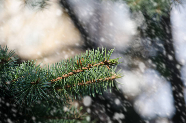 grüne, mit Schnee bedeckte Fichtenzweige in Nahaufnahme mit Schneebokeh. Hochwertiges Foto - Foto, Bild