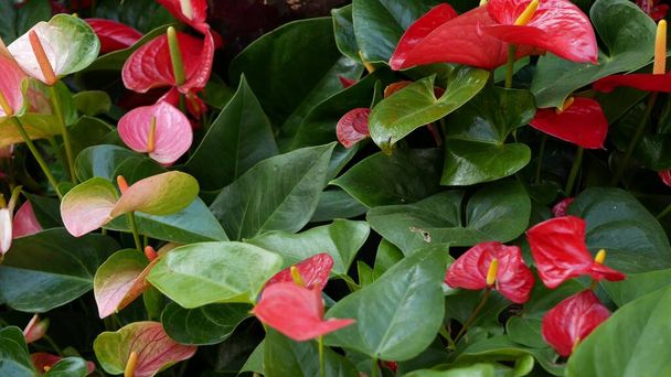 Flor de lírio de calla vermelho, folhas verdes escuras. Flor floral maroon elegante. Floresta tropical tropical exótica, elegante atmosfera botânica da moda. Vegetação natural vívida, estética paradisíaca. Planta de arum - Foto, Imagem