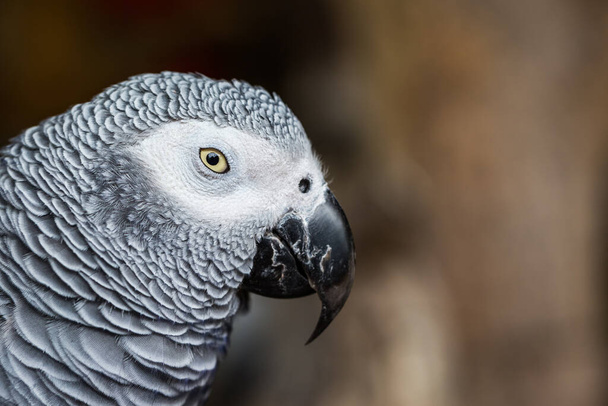 Detail afrického papouška šedého s hnědým pozadím - Fotografie, Obrázek