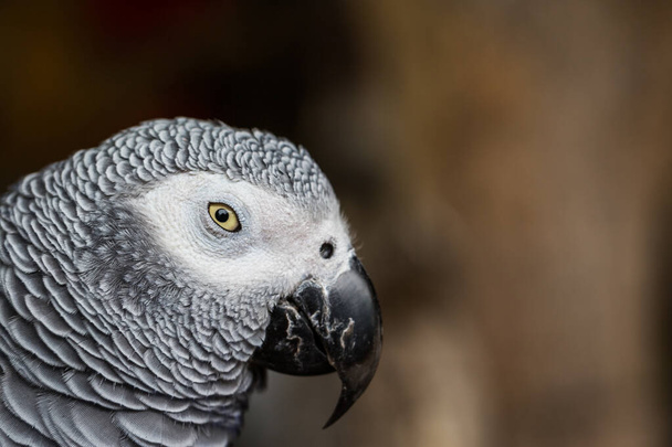 Біля африканського сірого папуги з коричневим фоном. - Фото, зображення