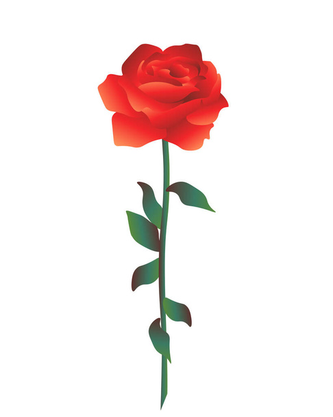 Floreciente rosa roja encantadora aislada sobre fondo blanco. Una hermosa planta con tallo verde y hojas. Ilustración minimalista floral. - Vector, Imagen