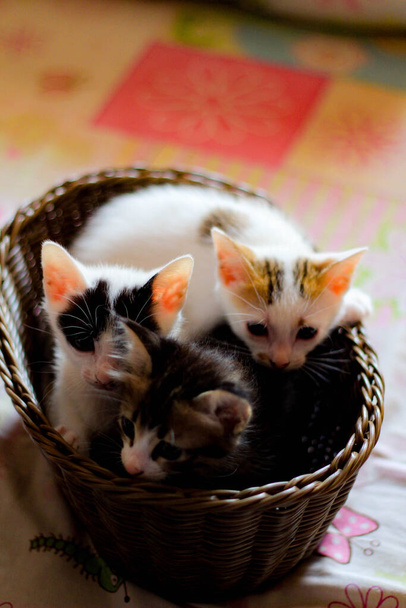 Trois chatons de couleur dans un panier en osier brun en Thaïlande. - Photo, image