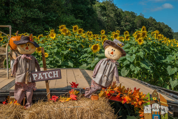 Exibição de decoração na fazenda de girassol celebrando a temporada de outono e colheita com espantalhos de abóbora e feno adereços ao ar livre em um dia ensolarado com as flores no fundo - Foto, Imagem