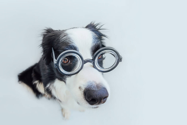 Beyaz arka planda izole edilmiş komik gözlüklü yavru köpek sınır çoban köpeği portresi. Profesör öğrenci gibi gözlük takan küçük bir köpek. Okula dönelim. Havalı inek tarzı. Komik hayvanlar. - Fotoğraf, Görsel