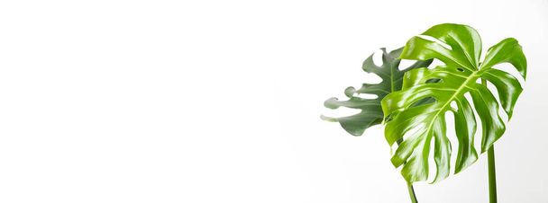 Monstera leaves on white background. Banner image - Photo, Image