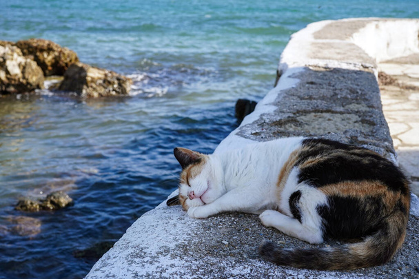 ładny kot śpiący na kamiennym nabrzeżu obok klasztoru Vlacherna na Korfu, Grecja - Zdjęcie, obraz