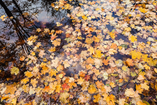 wielobarwny jasny jesienny liść klonu w wodzie jeziora - Zdjęcie, obraz