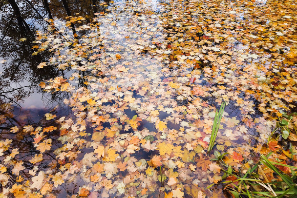 πολύχρωμα φωτεινά φύλλα σφενδάμου του φθινοπώρου στο νερό της λίμνης - Φωτογραφία, εικόνα