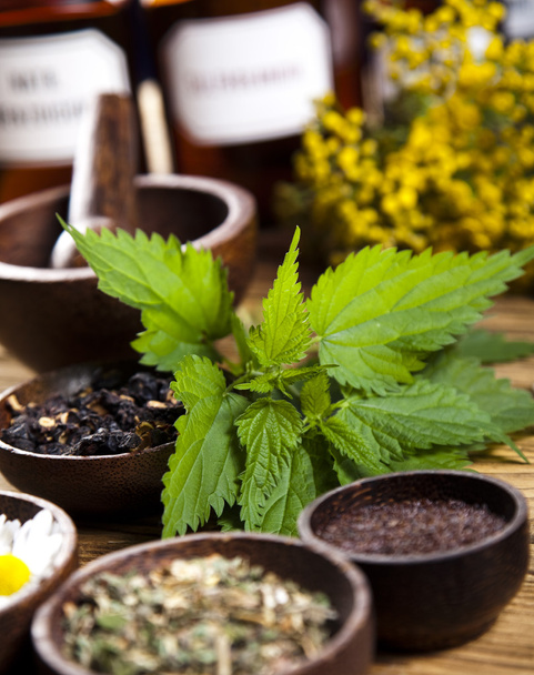 Medical herbs - Photo, Image