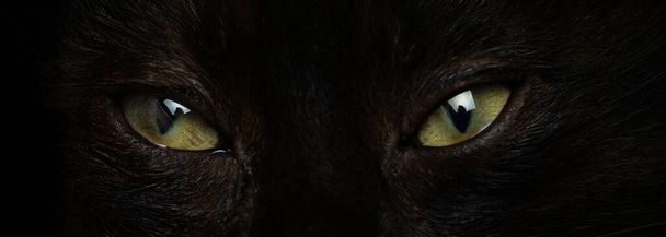黒い猫の目が黒い背景で閉じている. - 写真・画像