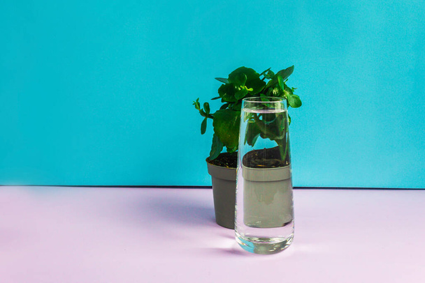 a pot with a kalanchoe flower stands on a table on a blue background behind a glass full of water. Image distortion through glass with water. - Foto, imagen