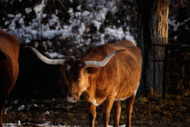 közelkép egy texasi hosszúszarvú tehénről szarvakkal télen - Fotó, kép