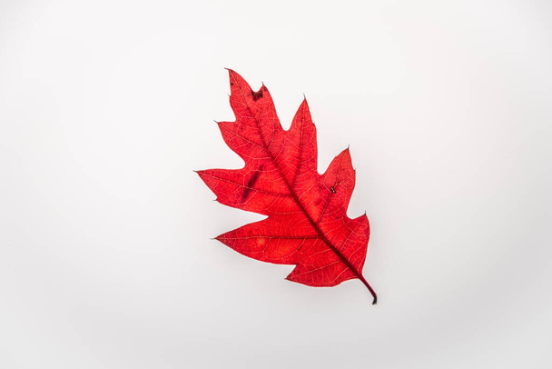 Dry red oak leaf with white background interior - Photo, image
