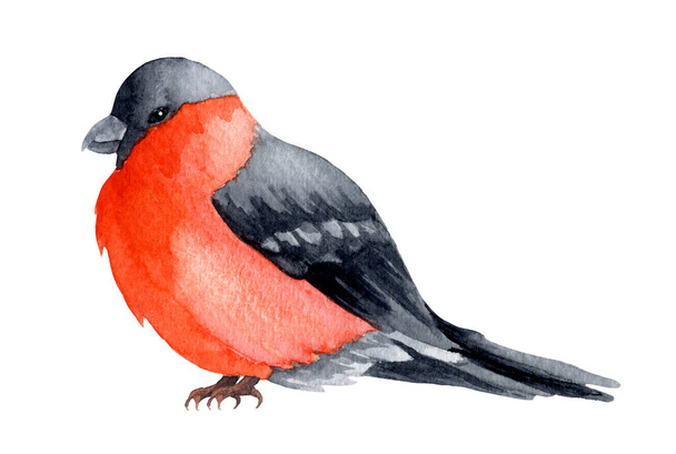 Watercolor winter Bird Robin. Hand drawn illustration of Bullfinch for Christmas or New Year cards - Fotografie, Obrázek
