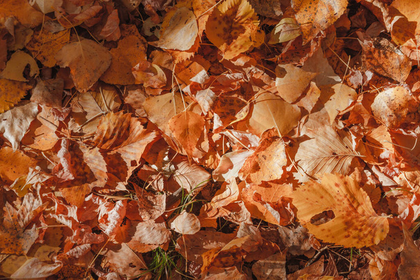 Autumn golden leaves. Colourful and bright background made of fallen autumn leaves. - Valokuva, kuva