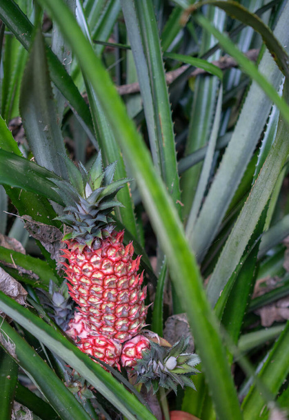 Red Pineapple Growing in Garden Selective Focus with Copy Space - Photo, Image