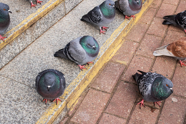 A crowd of pigeons sitting on the steps close up - Photo, Image