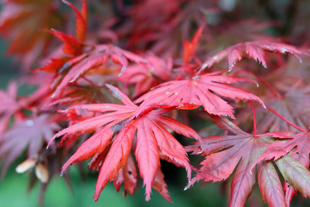 Árvore de bordo japonês deixa perto foto. Outono vermelho deixa textura. Contexto natural abstrato.  - Foto, Imagem