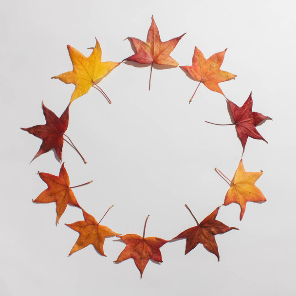 Herbstblätter bildeten einen runden Rahmen vor weißem Hintergrund. Flache Tischplatte mit minimalem Naturkonzept - Foto, Bild