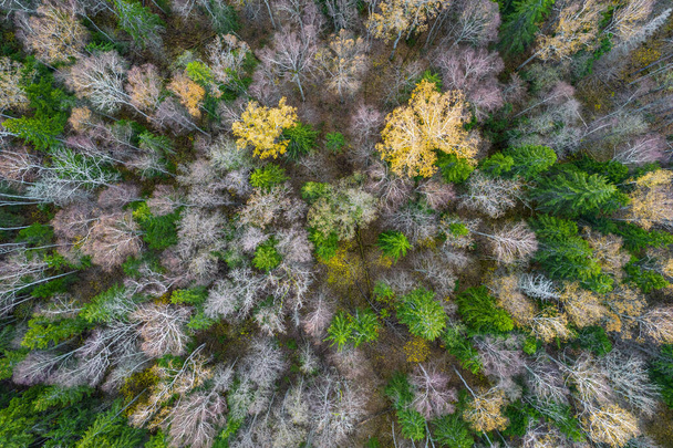 Directly above full frame shot of forest in autumn - Photo, Image