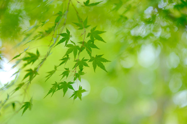 green autumn leaves in hokkaido - Foto, Imagen