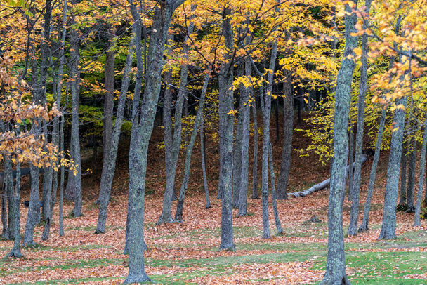 Fall foliage on the trees in Presque Isle Park in Marquette, Michigan - Foto, afbeelding