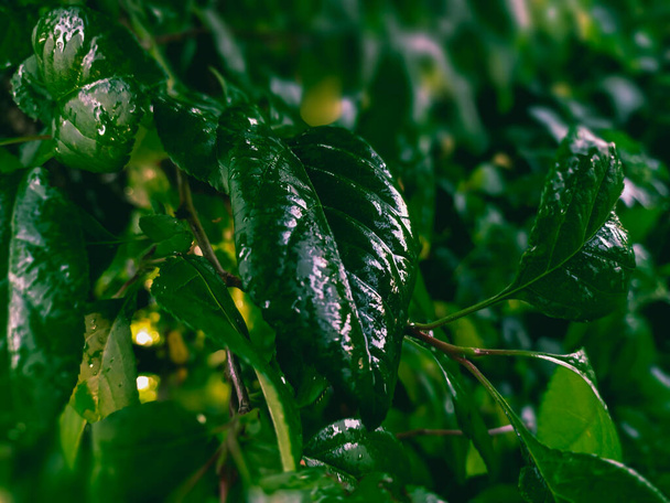 Wet dark green leaf aftrer rain. Water drops on leaves - Foto, afbeelding