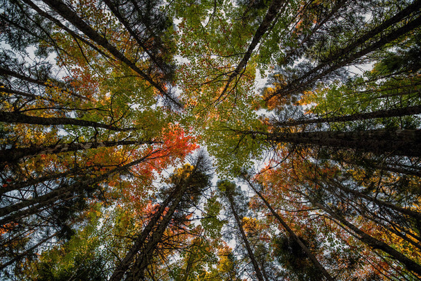 Осенний сезон в Канаде, осенние цвета в Канаде, лесные осенние цвета - Фото, изображение