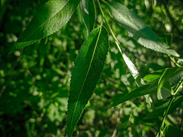 Green willow leaf close up. Leaf of willow tree - Φωτογραφία, εικόνα