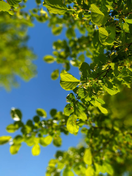 Green leaves on blue sky background. Summer nature background. New spring leaves on a tree. Bright summer day - Foto, Imagem