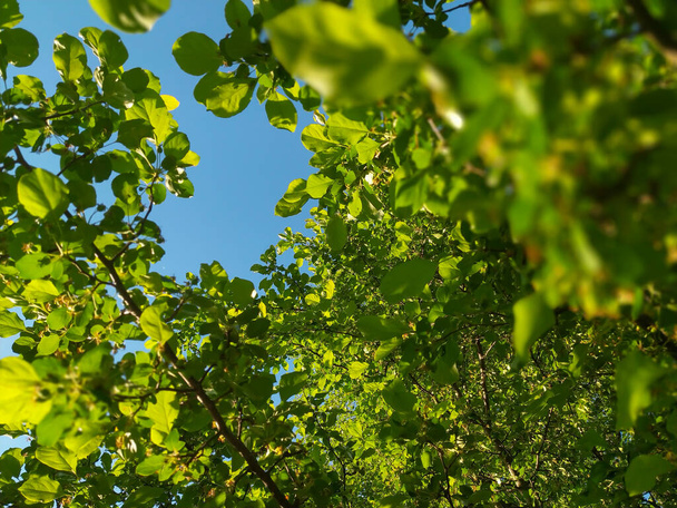 Summer nature background. New spring leaves on a tree. Bright summer day - Photo, Image