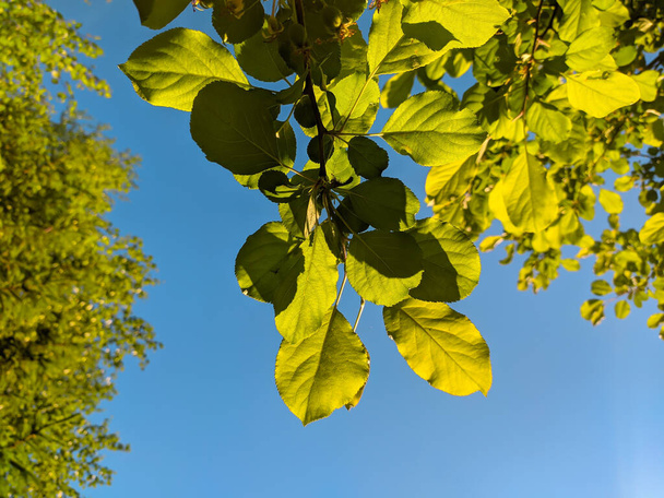 Green leaves on blue sky background - Фото, изображение