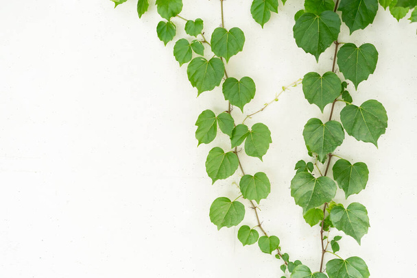 green ivy isolated on a white wall background. - Photo, Image