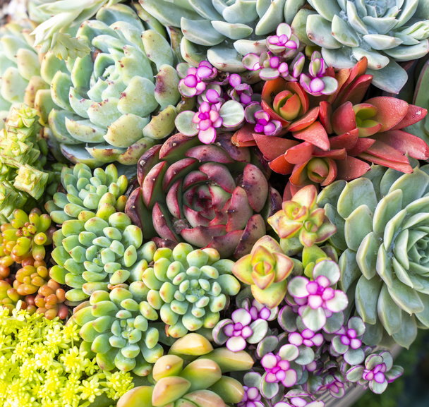 Plantas suculentas en miniatura (cactus suculento) en el jardín - Foto, Imagen
