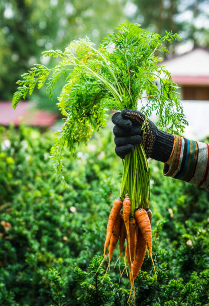 Farmer hands with freshly harvested carrot on the farm field. Selective focus. Shallow depth of field. - Foto, Imagem