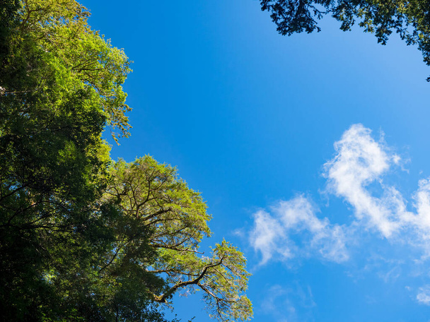 Regard droit sur le couvert forestier Arbres forestiers avec écorce texturée et soleil qui brille au printemps - Photo, image