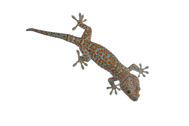 Tokay Gecko eristetty valkoisella taustalla
. - Valokuva, kuva