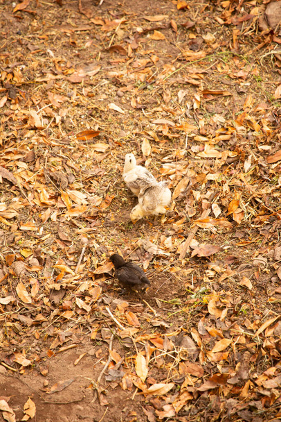 Изображение маленьких цыплят на открытой ферме. Сельское хозяйство Куско. - Фото, изображение