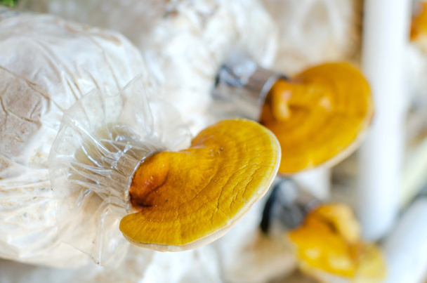 Lingzhi, Ganoderma lucidum mushroom
 - Фото, изображение