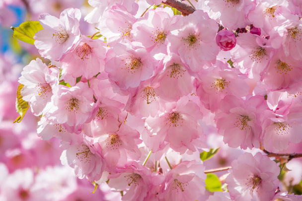 Lush blooming pink sakura blossoms. Spring Background image with beautiful flowers. - Photo, image