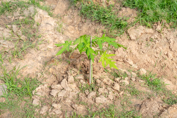 Молоді папайї (Папайя), трав'яниста рослина
 - Фото, зображення