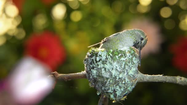 Vrouwelijke kolibrie op bezoek bij roze bloem na versterking van haar nest met spinrag - Video